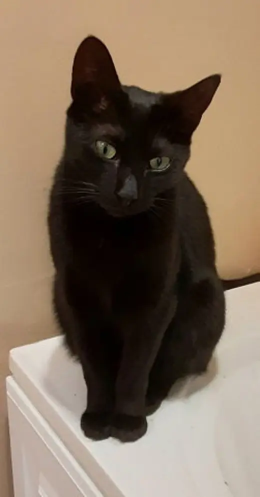 RIPLEY