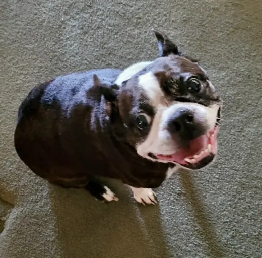 Roxie (Forever Foster)