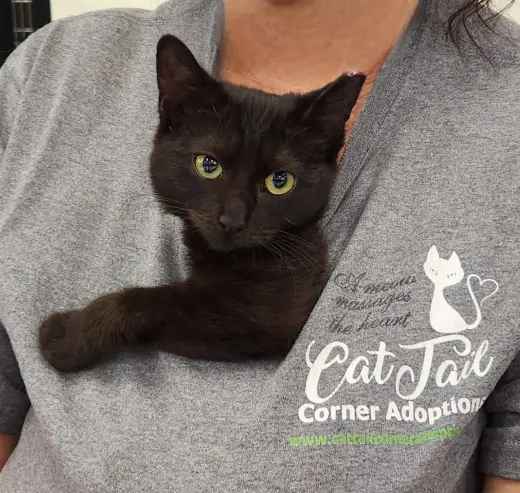 Cats/Kittens-Altamonte Springs Location