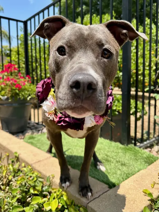 Jada