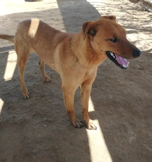 Buster - **