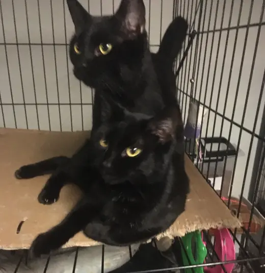 Julio bonded with Bronnie