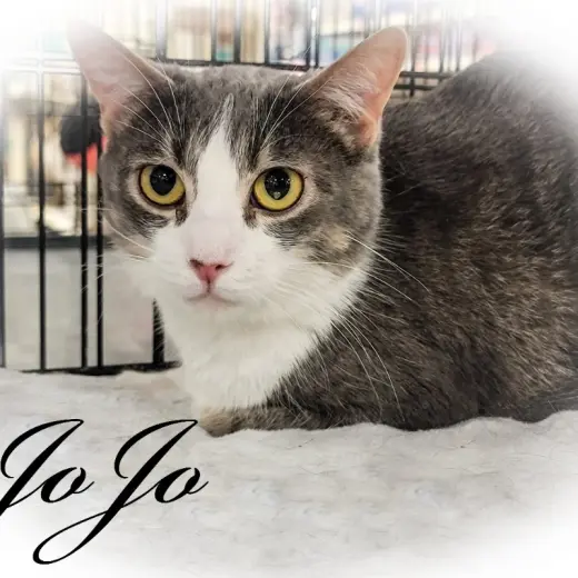 Jojo