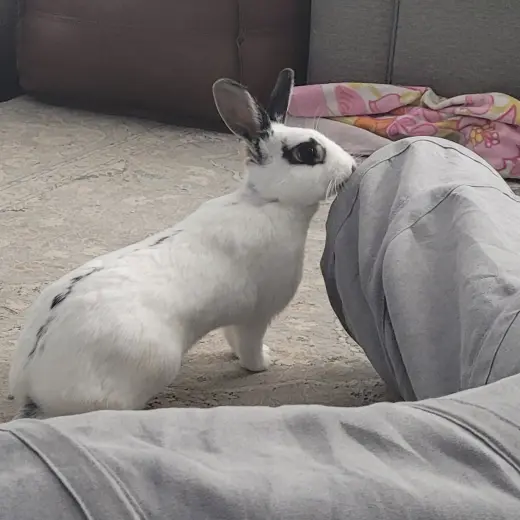 Poppy RABBIT