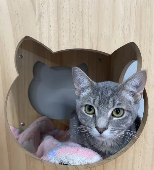 TIGERBELL