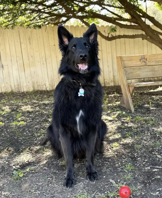 Enzo