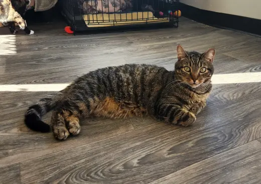 Ollie (formerly Oscar)