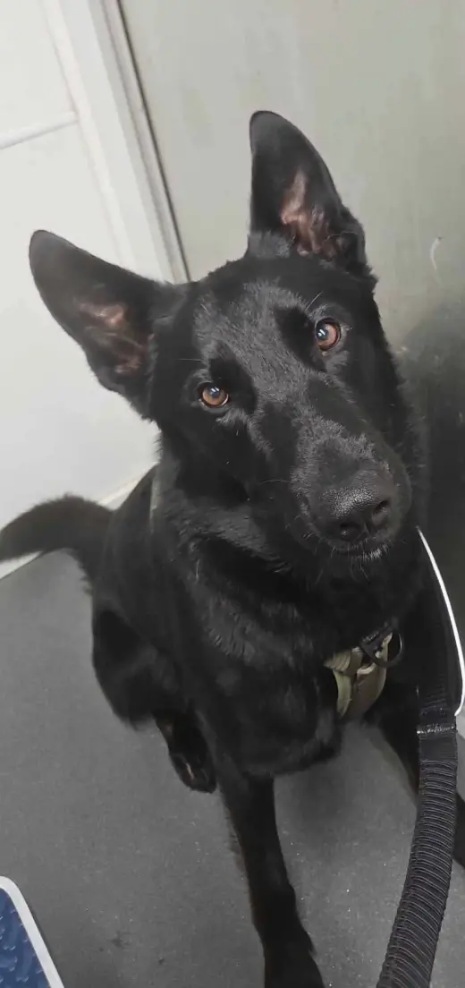 Titus - Adoption Pending