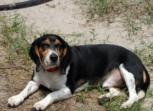 Shy aka Snoopy