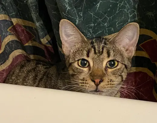 Pebbles