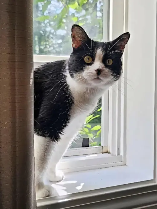 Rosita