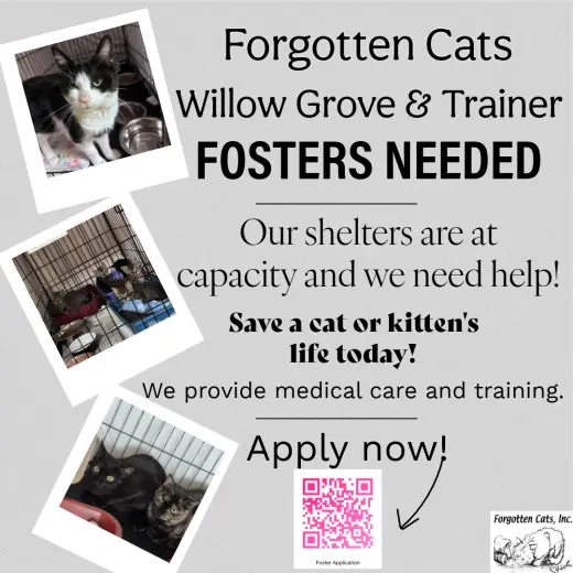 Urgent! Fosters Needed for m/f Kittens & Adults