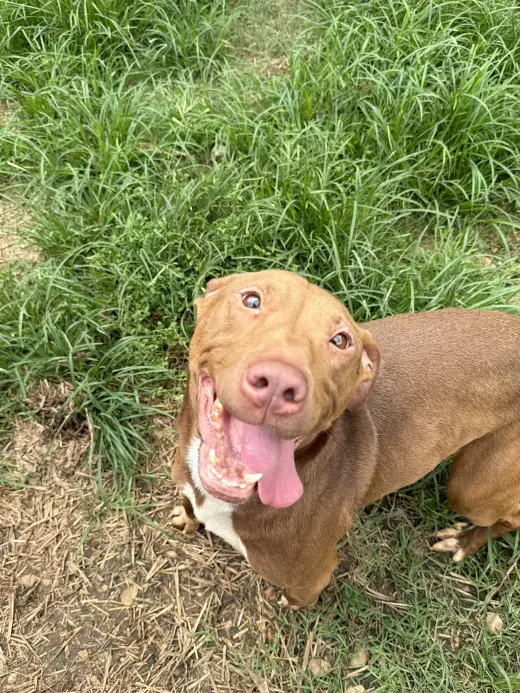 Rollo