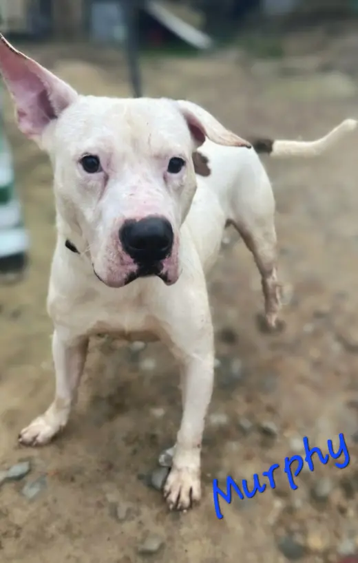 Murphy