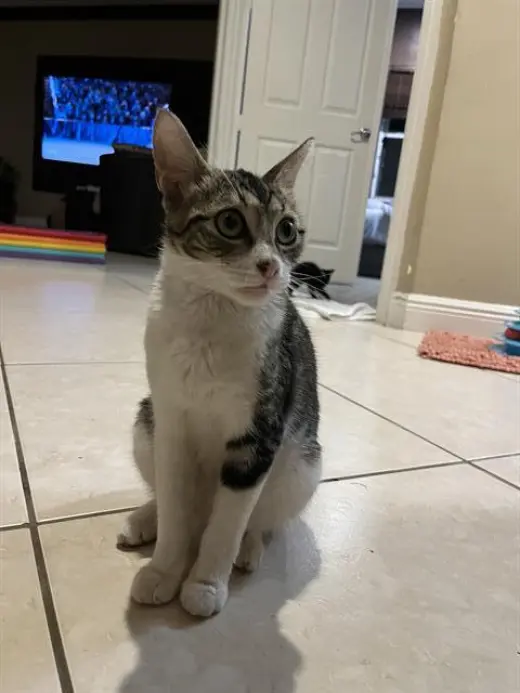 CICI