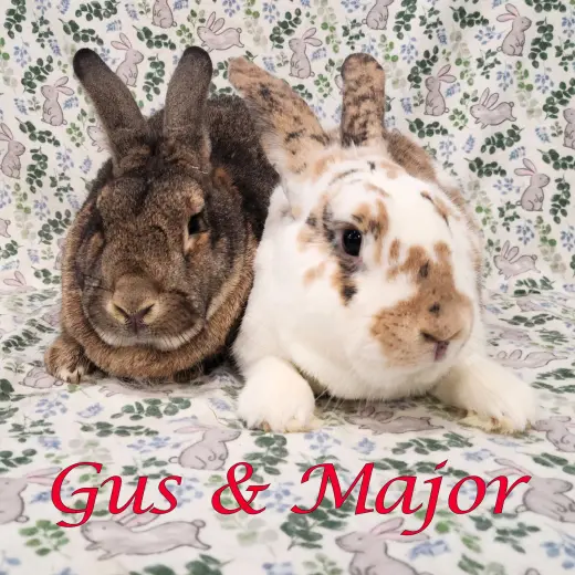 Gus-Gus (bonded to Major)