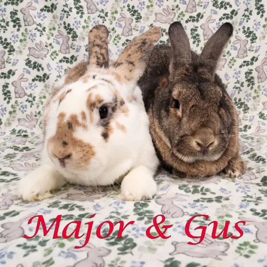 Major (bonded to Gus-Gus)