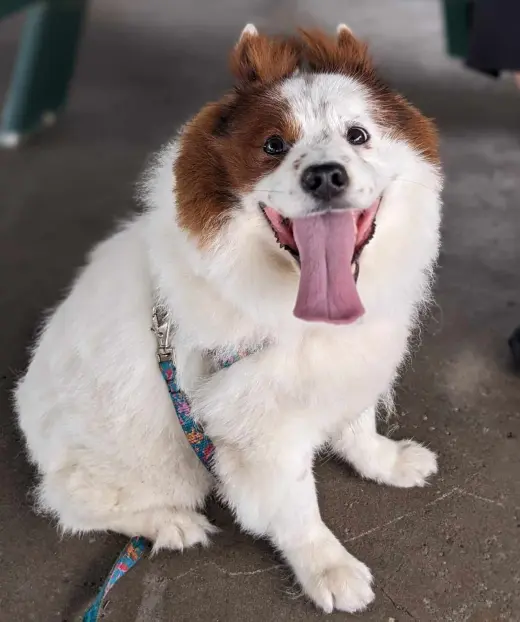 CHOW BOY