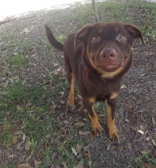 Bear Lola