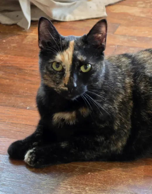 Mia