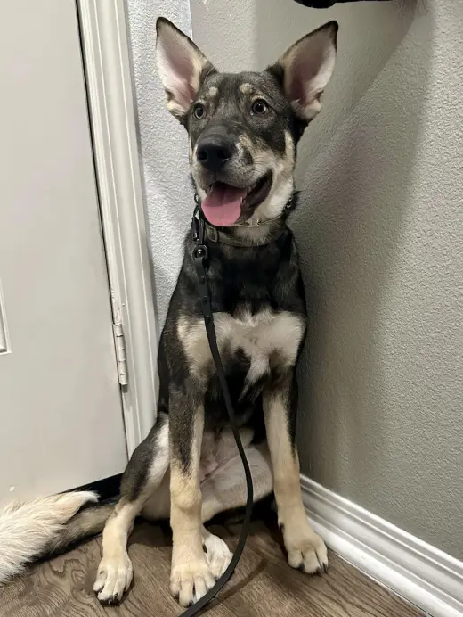 Ava