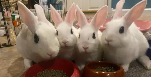 Luna's Pluto RABBIT