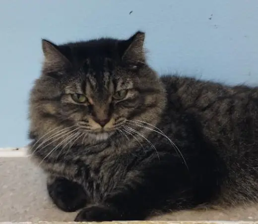 Bev - cat room