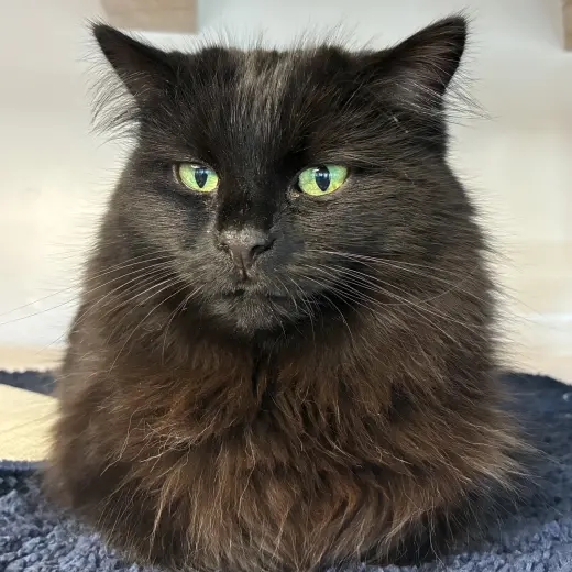 Leela