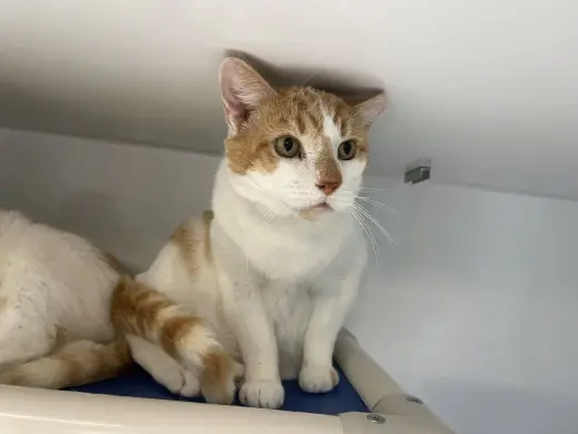 Elliot
