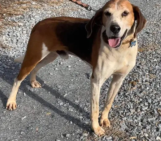 Alexander:  Not At the Shelter (Wendy)