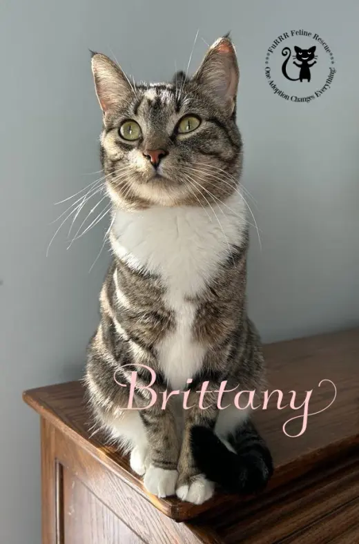 Brittany