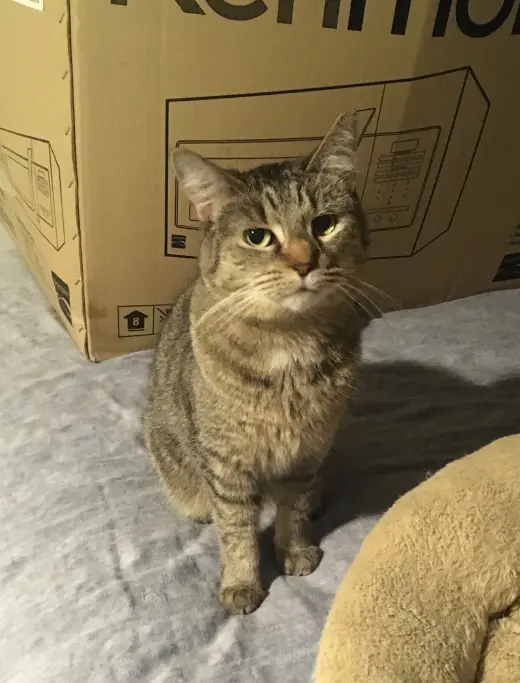 Shelley bonded with Buttercup