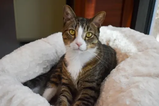 CARL