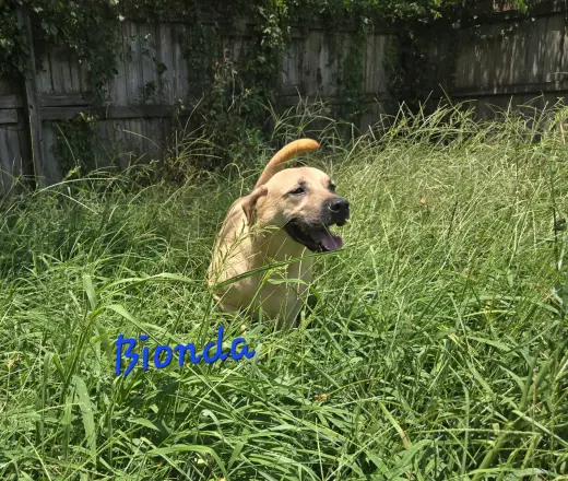 Bionda