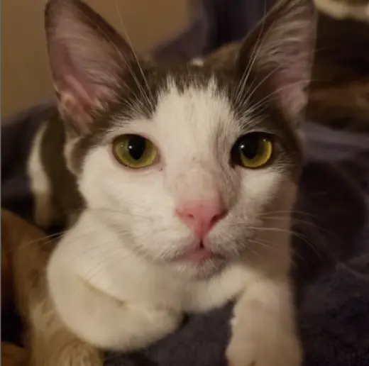Bo