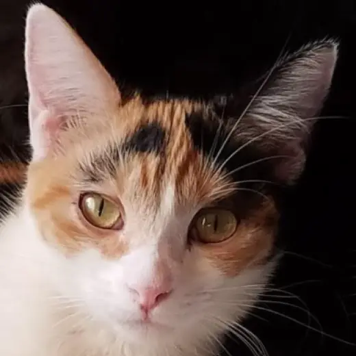 Rosie (Wilma)