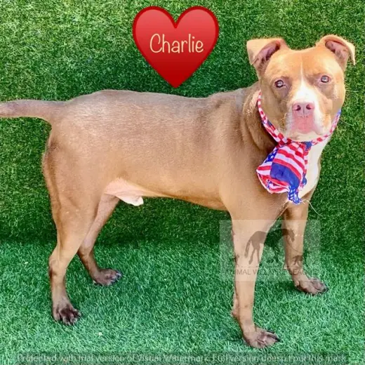 CHARLIE