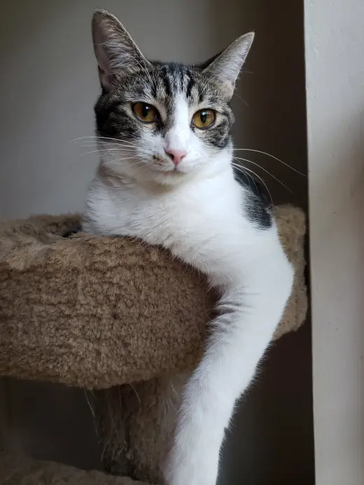 Sharleen #stunning-whiskers