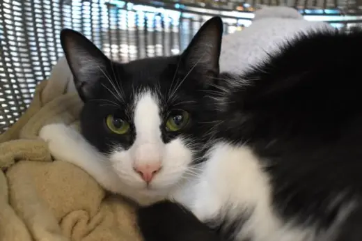 SUZIE