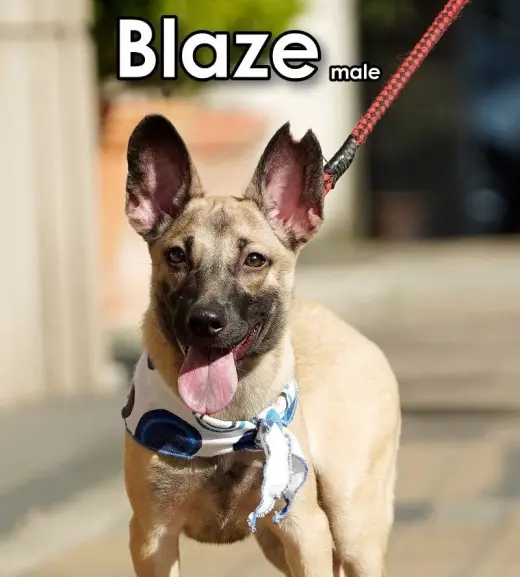 Blaze from Taiwan