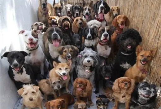A Generic Dog/Puppy Application