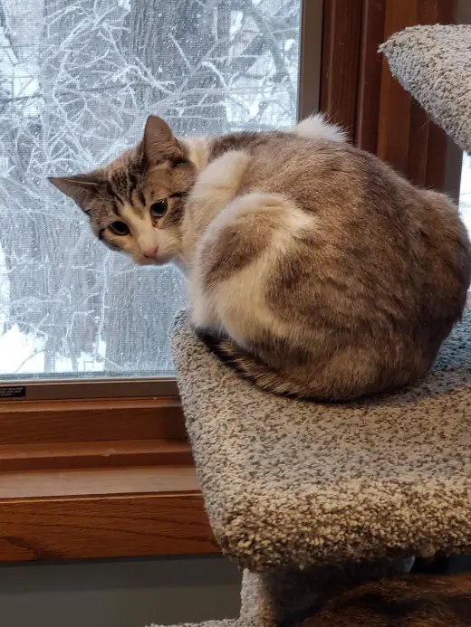 Purrscilla