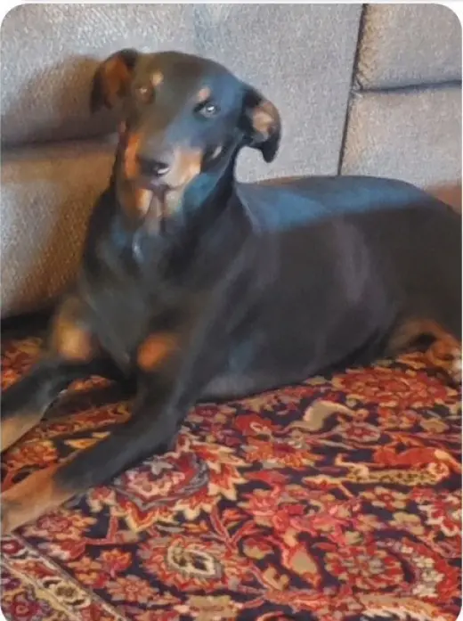Dieter