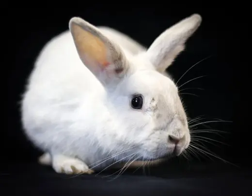 Olaf