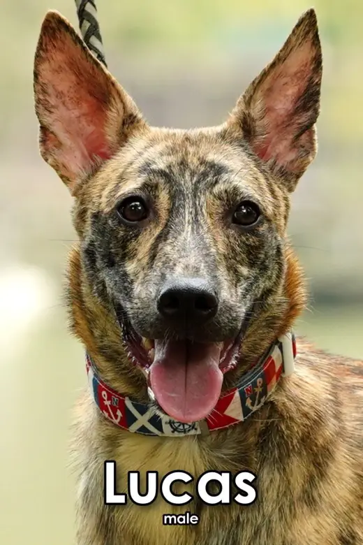 Lucas from Taiwan