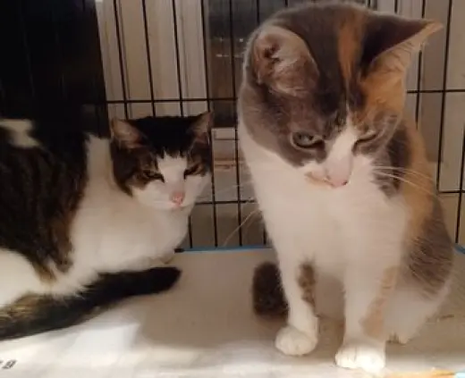 Cali & Roxy