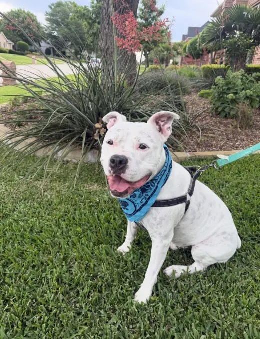 Manny (Roscoe)