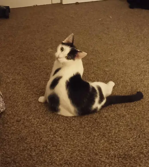 Calipurr