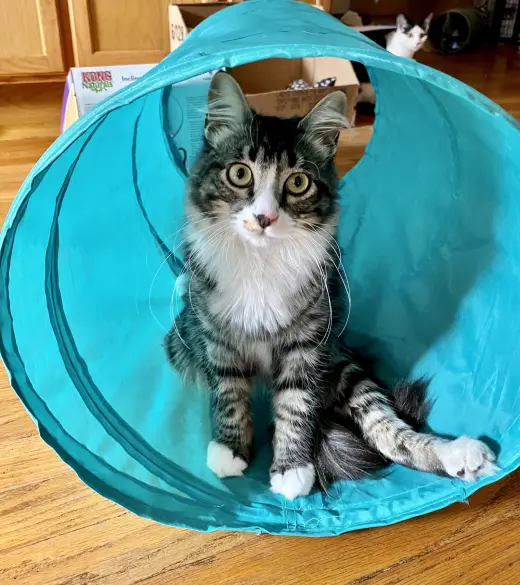 Percy