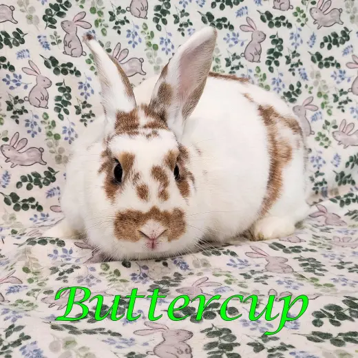 Buttercup